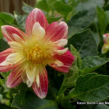 Orange and Pink Shaded Zinnia