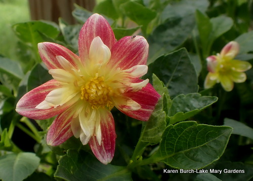 Collarette Dahlia
