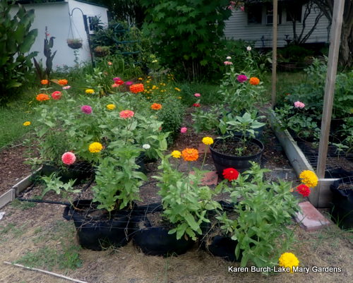 Benary's Giant Zinnias