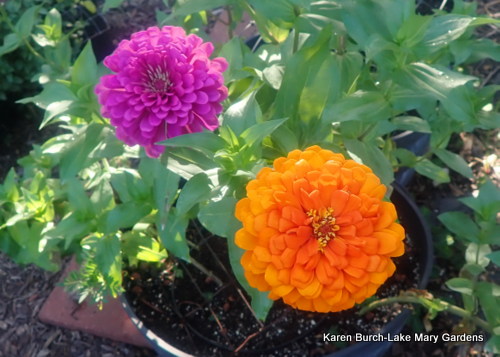 Zinnia Benarys Giant Magenta and Orange