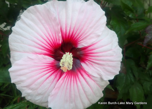 Perfect Storm seedling