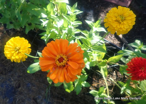 Benary's Giant Zinnias Orange Yellow and Red