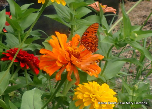 Gulf Fritillary Butterfly on Orange zinnia