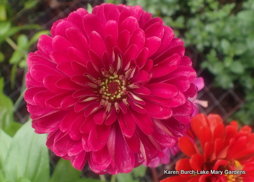 Benarys Giant Raspberry Color