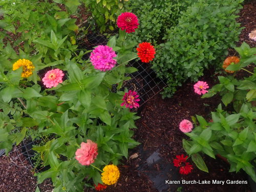 Flower Garden Zinnia