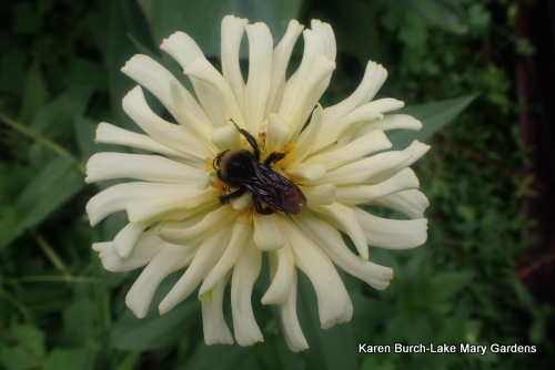 White Cactus with Bee