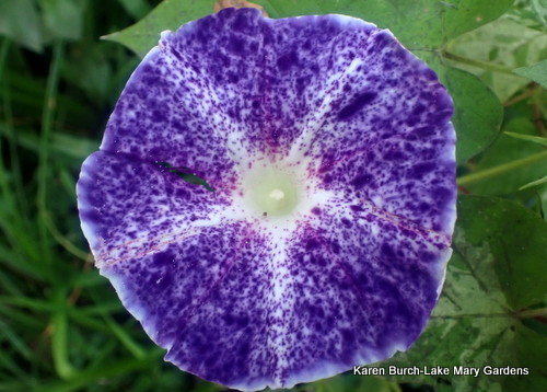 Purple Speckled Japanese Morning glory