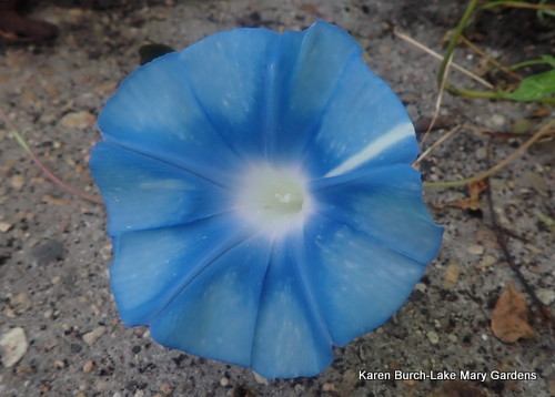 Blue Large Flower Japanese Morning Glory