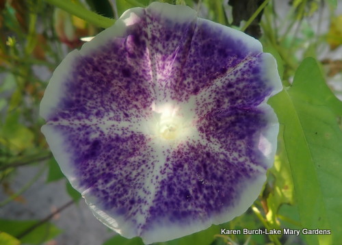Purple Speckled Japanese Morning glory