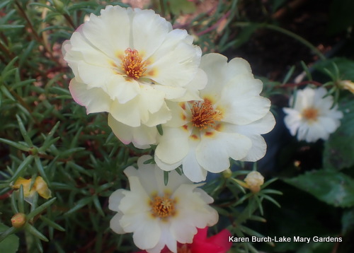 White Moss Rose
