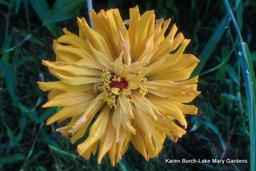 Yellow Cactus Zinnia