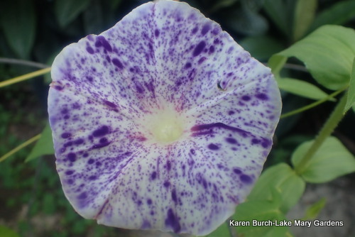 Purple Speckled Japanese Morning glory