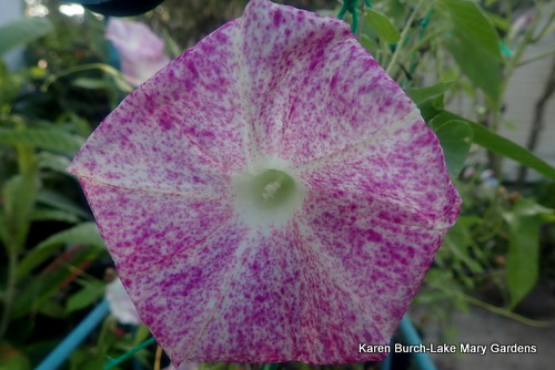 Pink Speckled Japanese Morning glory