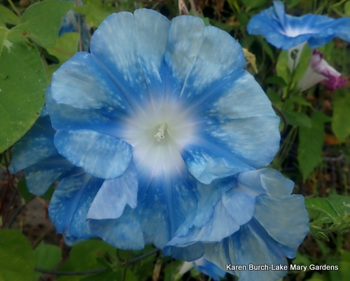 Blue Blizzard Large Flower Japanese Morning glory