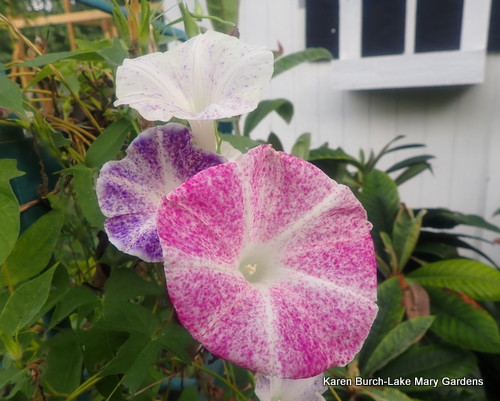 Pink and Purple Speckled Japanese Morning glory