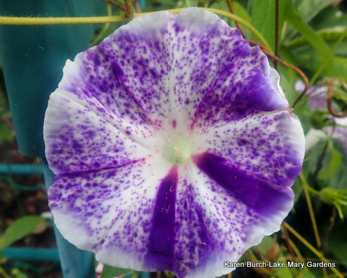 Purple Speckled Japanese Morning glory