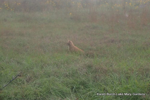 Orange cat in field
