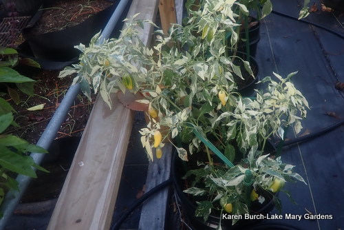 Variegated Bell Peppers