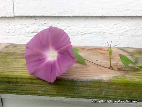Japanese Morning Glory Dusky rose trailer
