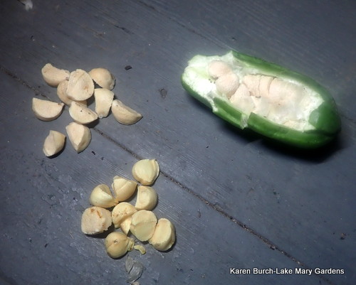 Louisiana Iris Seed Pod ready to plant