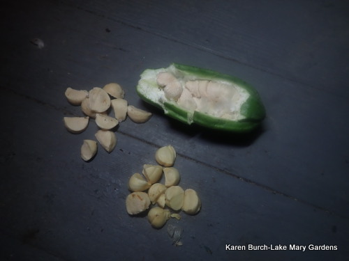 Louisiana Iris Seed Pod ready to plant