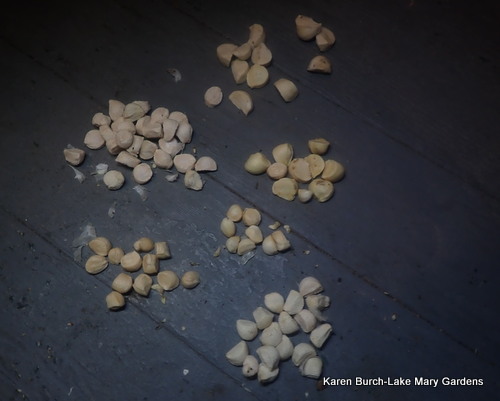 Louisiana Iris Seeds
