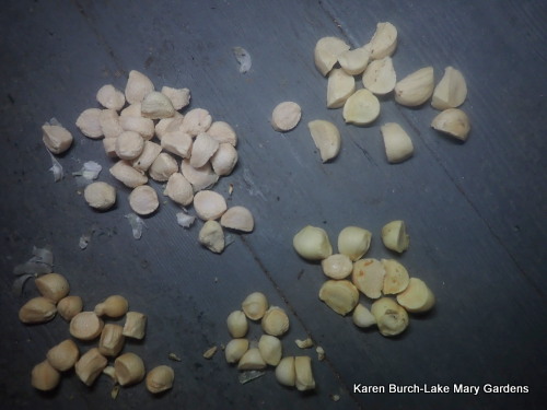 Louisiana Iris Seeds