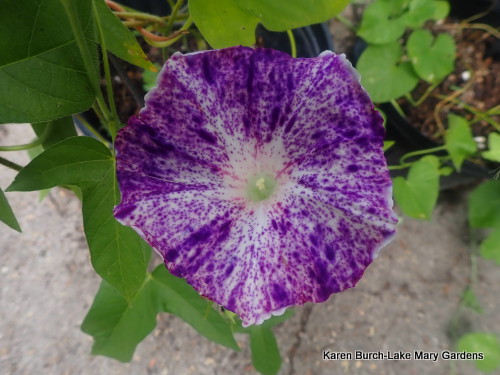 Japanese Morning Glory speckled purple