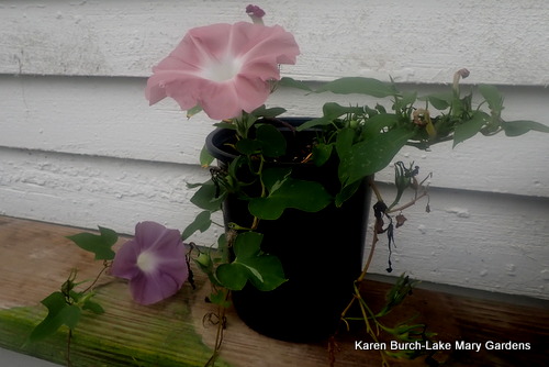 Japanese Morning Glory Dusky Purple and Rose dwarf morning glorie
