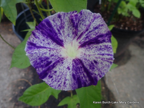Japanese Morning Glory speckled purple
