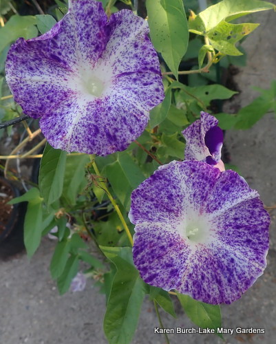 Japanese Morning Glory speckled purple