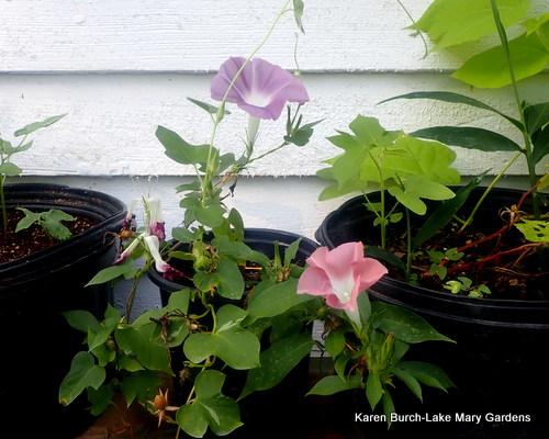Japanese Morning Glory Dusky Purple and Rose dwarf morning glorie
