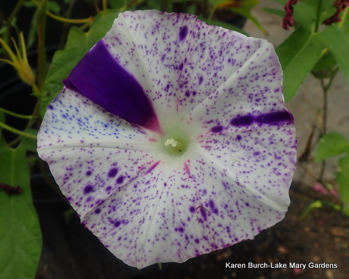 Japanese Morning Glory speckled shibori purple with blue