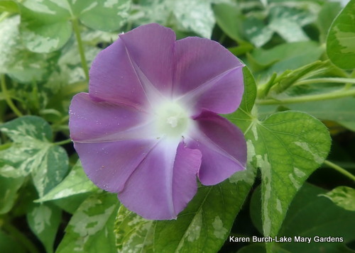 Japanese Morning Glory double dusky lavender