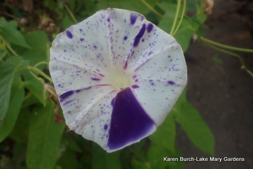 Japanese Morning Glory purple speckled shibori