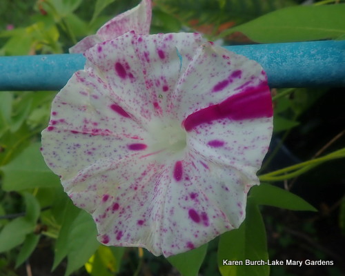 Japanese Morning Glory pink speckled shibori