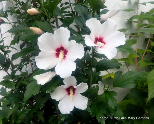Rose of Sharon White