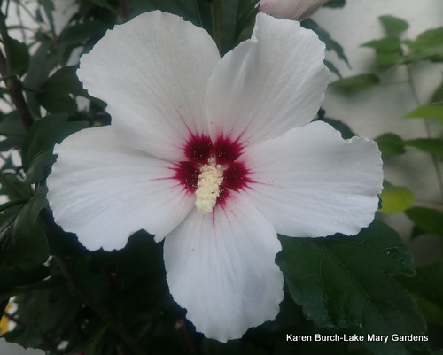Rose of Sharon White