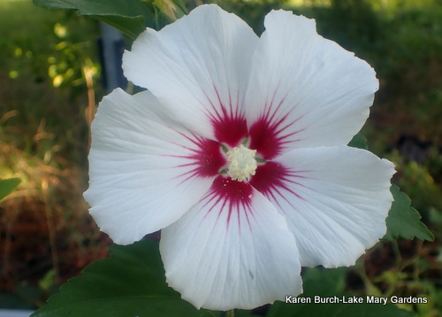 Rose of Sharon White grown from seeds