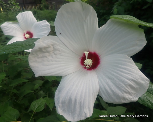 hardy hibiscus white