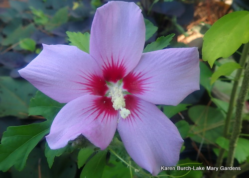 Hardy Hibiscus grow out large petal single