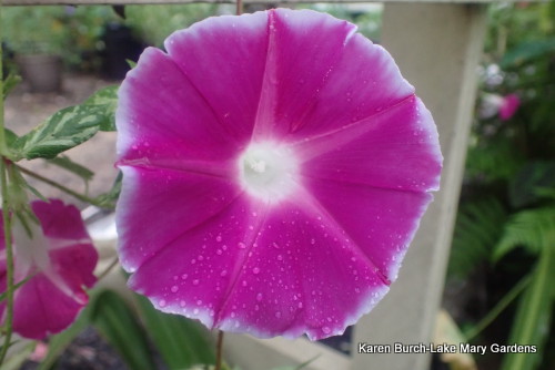 Japanese morning glory miniature pink