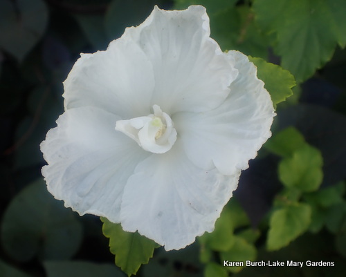 Rose of Sharon White double grown from seeds