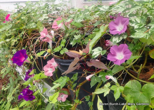 Japanese Morning Glory Dusky Purple and Rose dwarf morning glorie