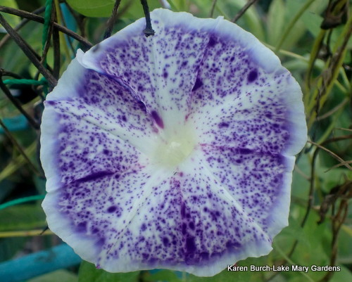 Japanese Morning Glory speckled with margin