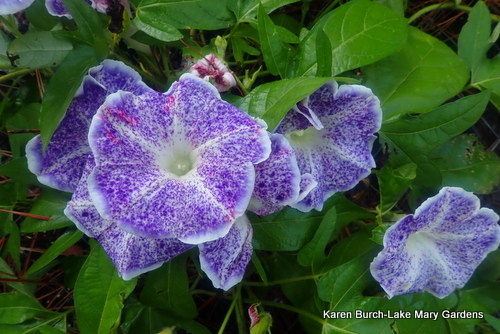 Japanese Morning Glory Speckled Purple