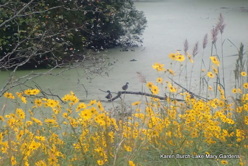 Wood Ducks Swamp Sunflowers
