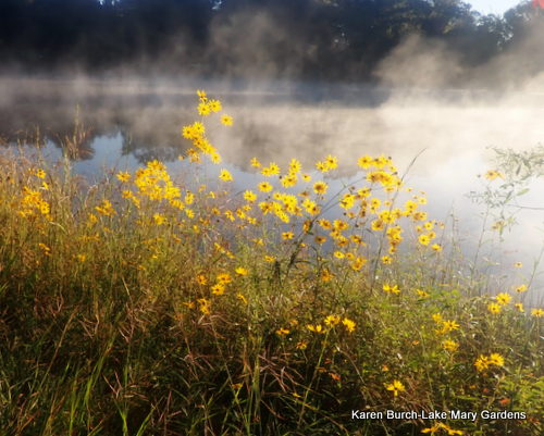 Swamp Sunflowers
