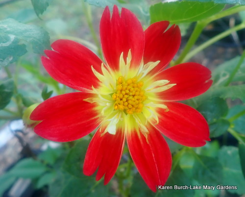 Dahlia Collarette Seedling
