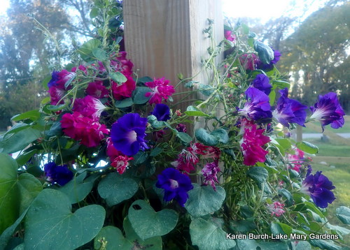 Hige Morning glory Pink and Purple